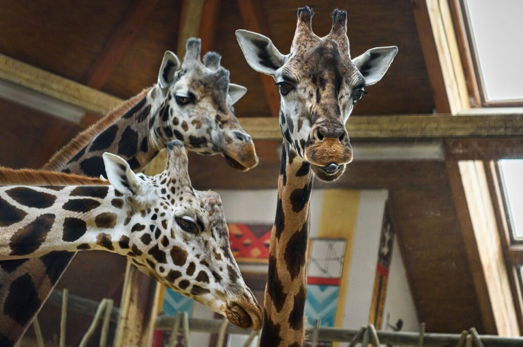 Zoo Zlín , Samice žirafy Rothschildovy Ema, Safari Park Dvůr Králové