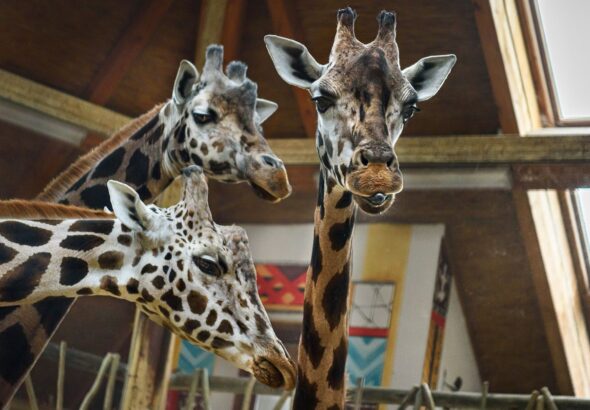 Zoo Zlín , Samice žirafy Rothschildovy Ema, Safari Park Dvůr Králové