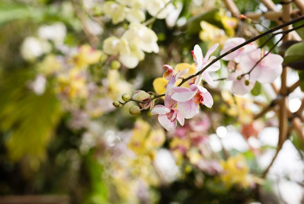Botanická zahrada, výstava orchidejí