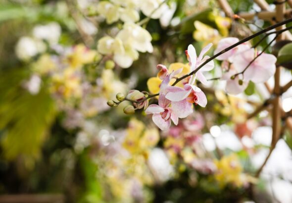 Botanická zahrada, výstava orchidejí