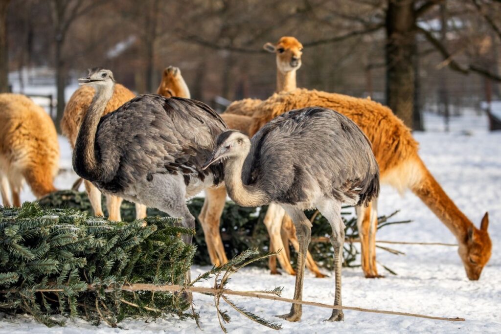 Objevte kouzlo zimní zoo , Zoo Ostrava, zima,