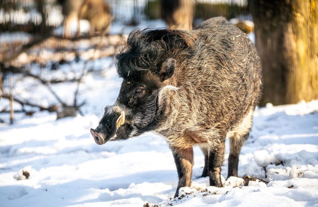 Pololetní prázdniny, Zoo Ostrava, komentované prohlídky Pavilonem evoluce,