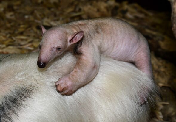 Poslední mládě roku 2025, Zoo Olomouc