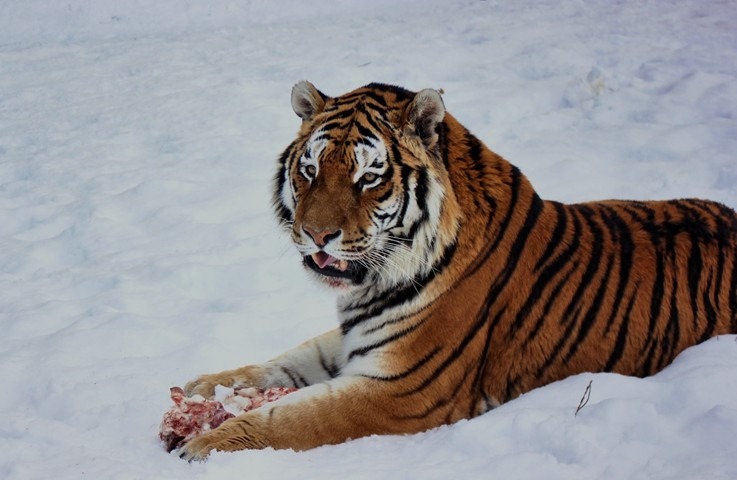 zoo, Zoo Tábor,