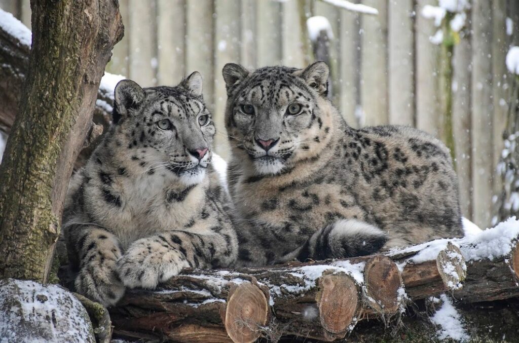 Zoo Jihlava, zima, Jihlava,