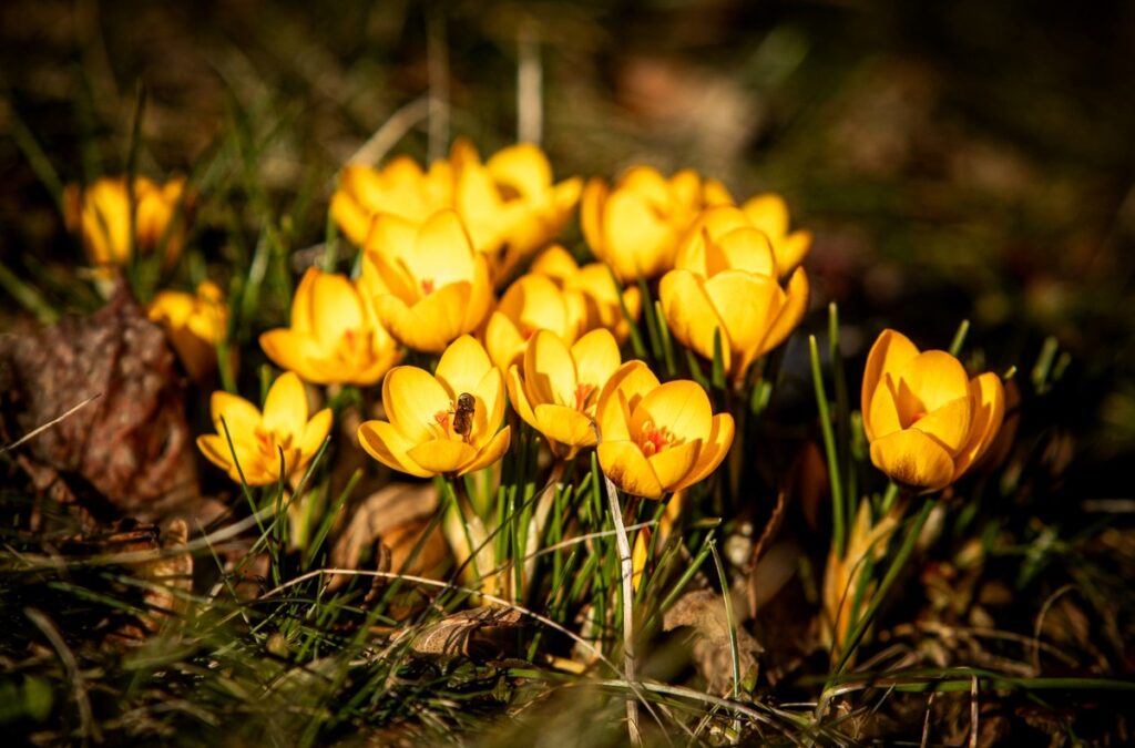 Zoo Ostrava, krokus