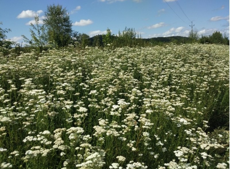 Herba·Roja, kosmetika, řebříček