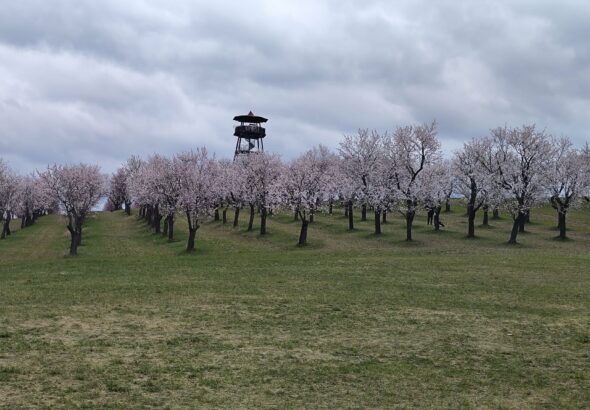 Hustopeče, Mandloně, jižní Morava, madle, výlet, cesta