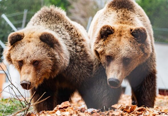 Medvědí stezka, výlet, Jánské lázně, medvěd,