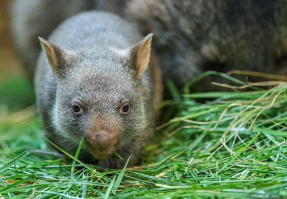 Mládě vombata, Zoo Praha,