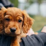 Štěně, PetExpert, pes