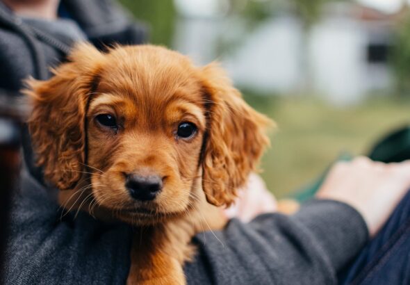 Štěně, PetExpert, pes