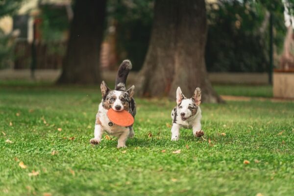 Sezóna klíšťat , Super zoo ,