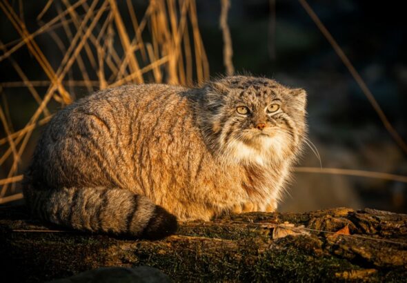 Zoo Ostrava, Samice manula