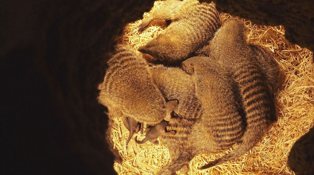 Zoo Ostrava, Mangusta