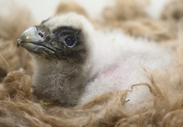 Mládě orlosupa po 20 letech