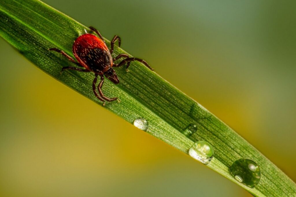 Borelióza, zdraví,