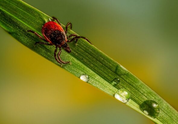 Borelióza, zdraví,