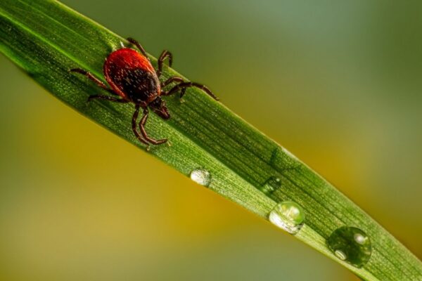 Borelióza, zdraví,