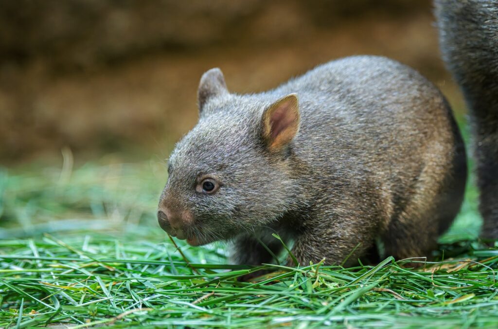Mládě vombata, Zoo Praha,