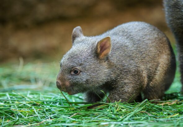 Mládě vombata, Zoo Praha,