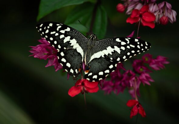 Tajemství motýlího života