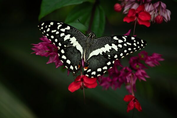 Tajemství motýlího života