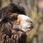 Liberecká zoologická zahrada, zoo, velbloud, Liberecká zoologická zahrada, zoo, velbloud, Liberec