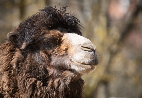 Liberecká zoologická zahrada, zoo, velbloud, Liberecká zoologická zahrada, zoo, velbloud, Liberec