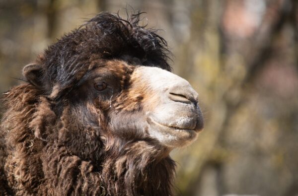 Liberecká zoologická zahrada, zoo, velbloud, Liberecká zoologická zahrada, zoo, velbloud, Liberec