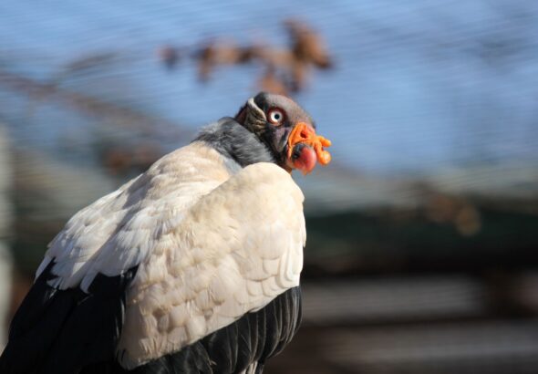Zoo Ostrava, Kondoři královští