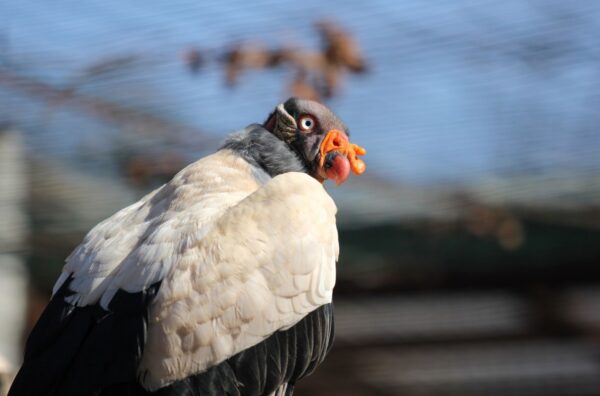 Zoo Ostrava, Kondoři královští