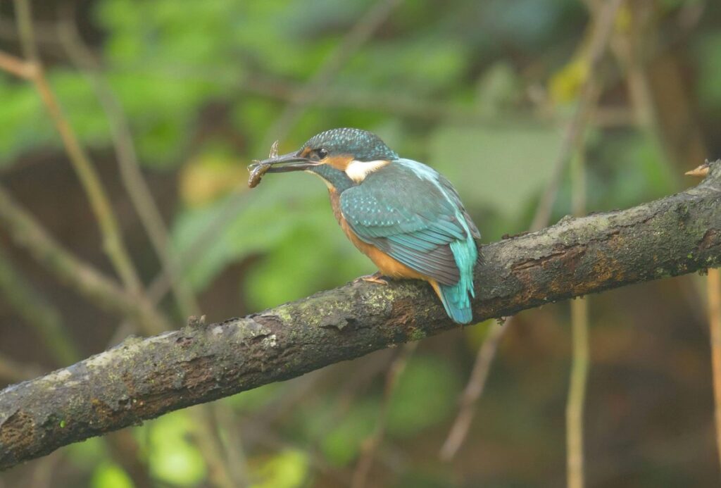 Den Země, Zoo Ostrava