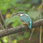 Den Země, Zoo Ostrava