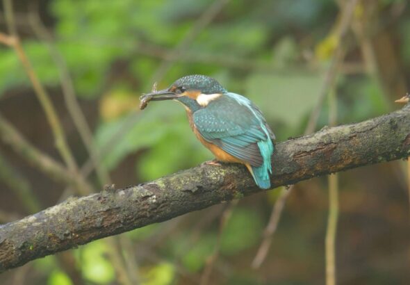 Den Země, Zoo Ostrava