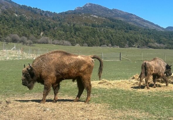 Trojice zubrů z táborské zoo , Zoo, Tábor, Zubr