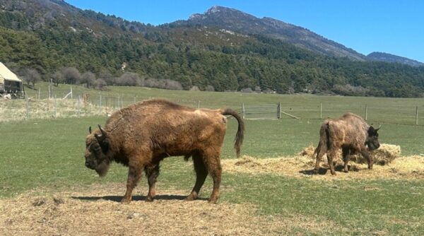 Trojice zubrů z táborské zoo , Zoo, Tábor, Zubr