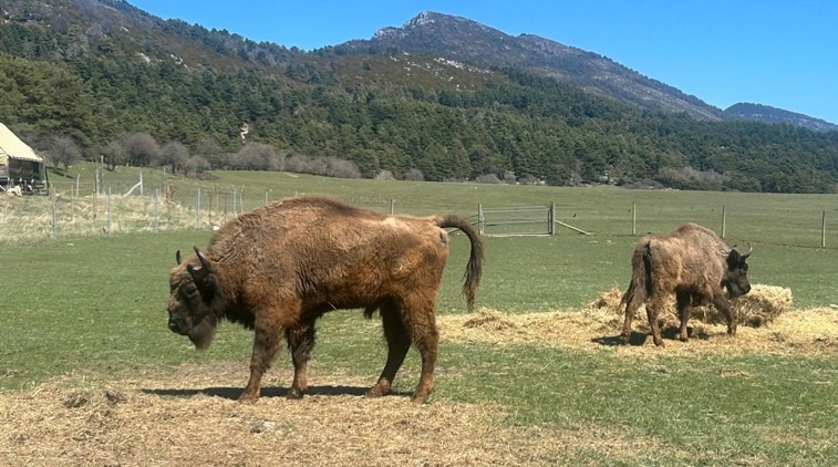 Trojice zubrů z táborské zoo , Zoo, Tábor, Zubr