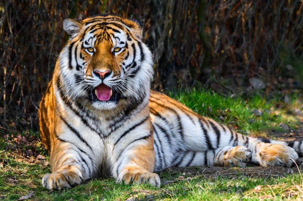 Zoo Zlín, Ambasador, tygr ussurijský