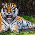 Zoo Zlín, Ambasador, tygr ussurijský