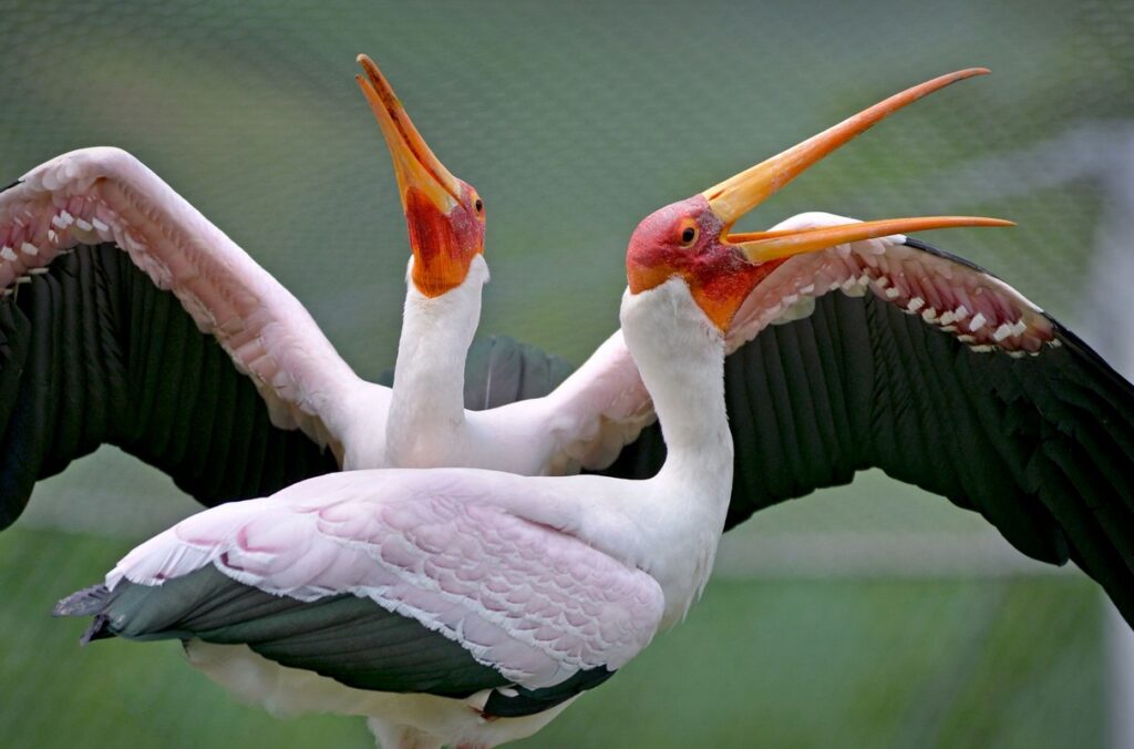 Zoo Zlín, Den Země