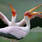 Zoo Zlín, Den Země