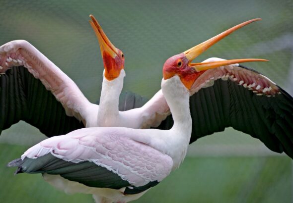 Zoo Zlín, Den Země