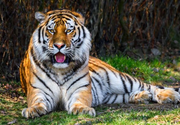 Zoo Zlín, Ambasador, tygr ussurijský