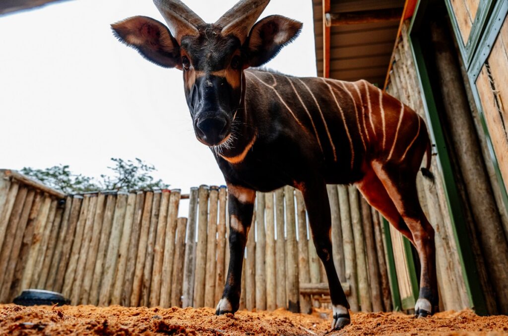 bongové, Bongo horský, Zoo Praha