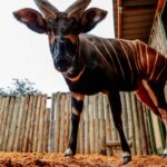 bongové, Bongo horský, Zoo Praha