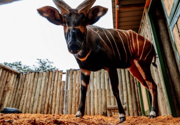 bongové, Bongo horský, Zoo Praha