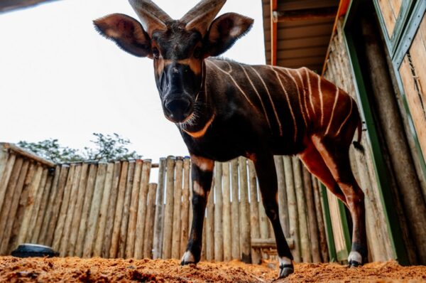 bongové, Bongo horský, Zoo Praha