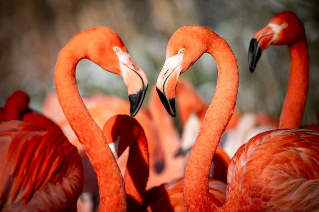 Zoo Ostrava, Zoo Karlsruhe , Plameňáci, Plameňáci kubánští