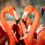 Zoo Ostrava, Zoo Karlsruhe , Plameňáci, Plameňáci kubánští